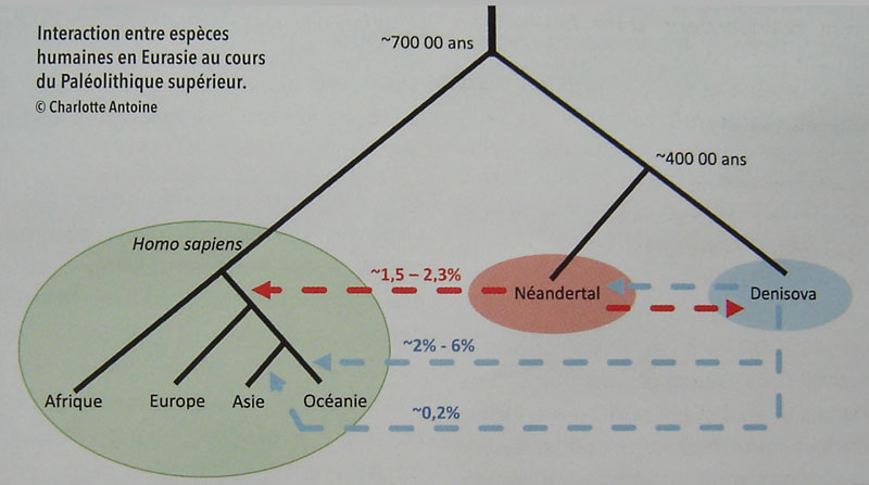 Arborescence comparative des espèces entre un homo sapiens, un dénisovien et un néandertalien.