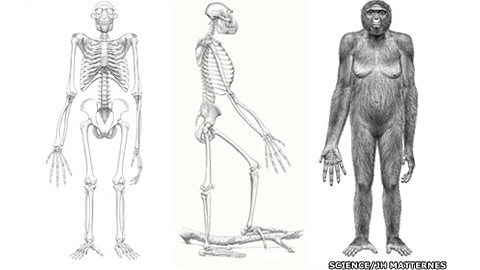 Ardipithecus ramidus