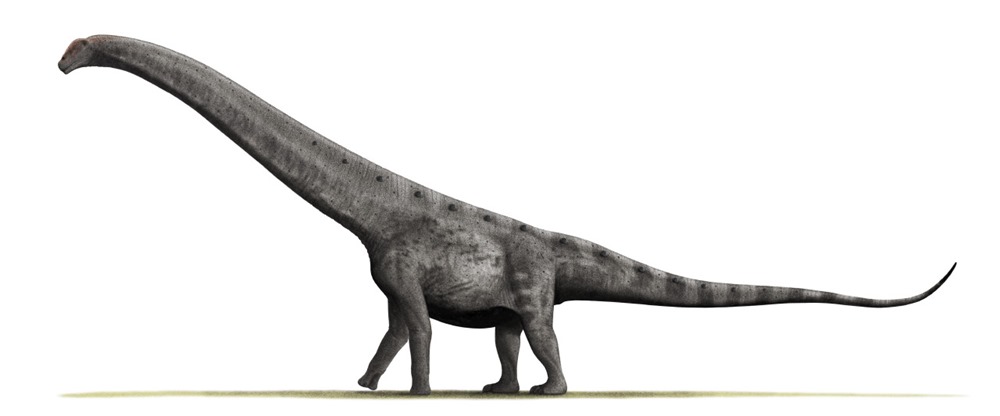 Argentinosaurus huinculensis
