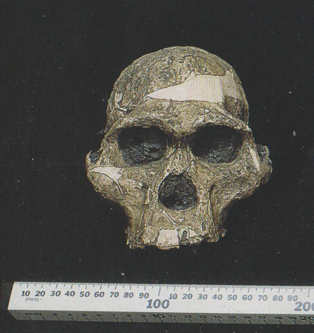 Australopithecus africanus
