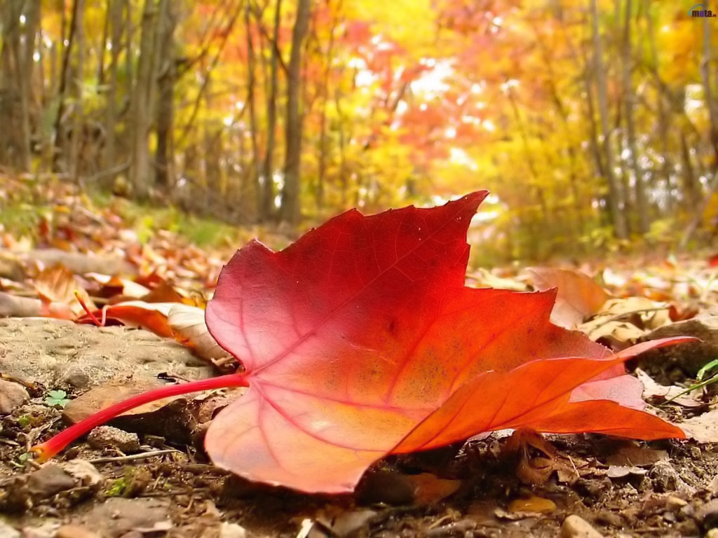 Automne: Forêt & feuille rouge.