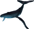 Baleine noire
