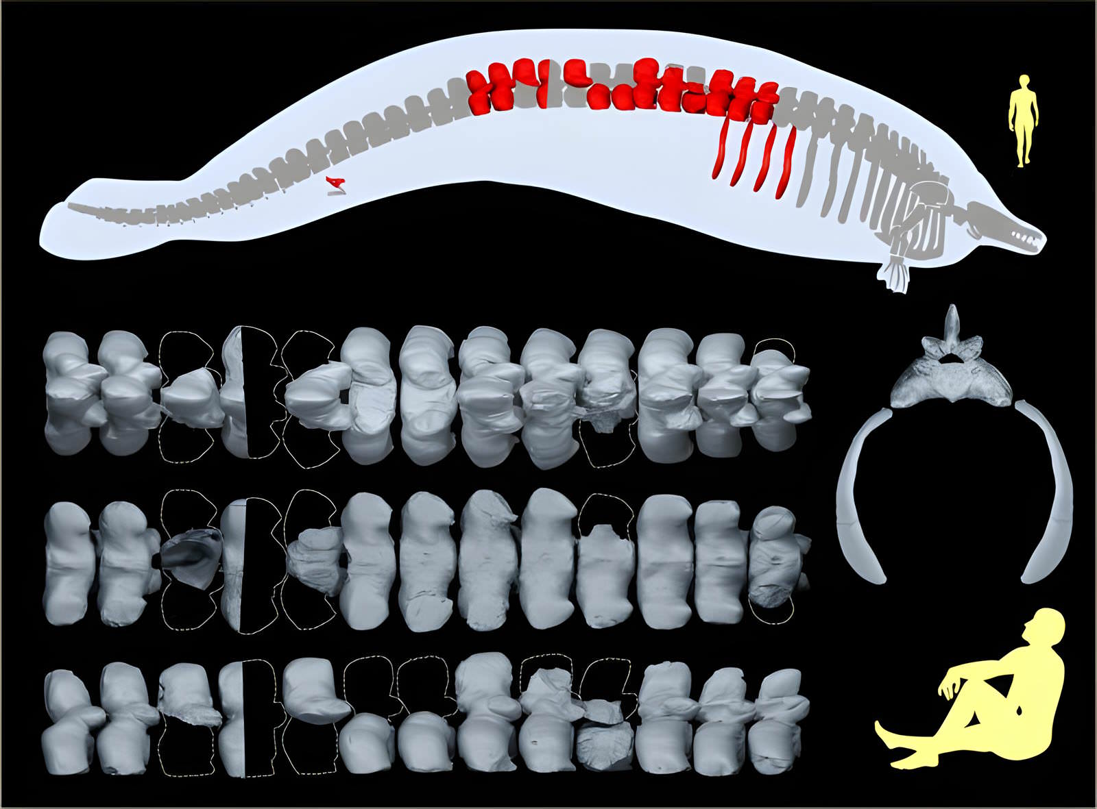 Baleine géante Perucetus colossus, vieille de 38 millions d'années.