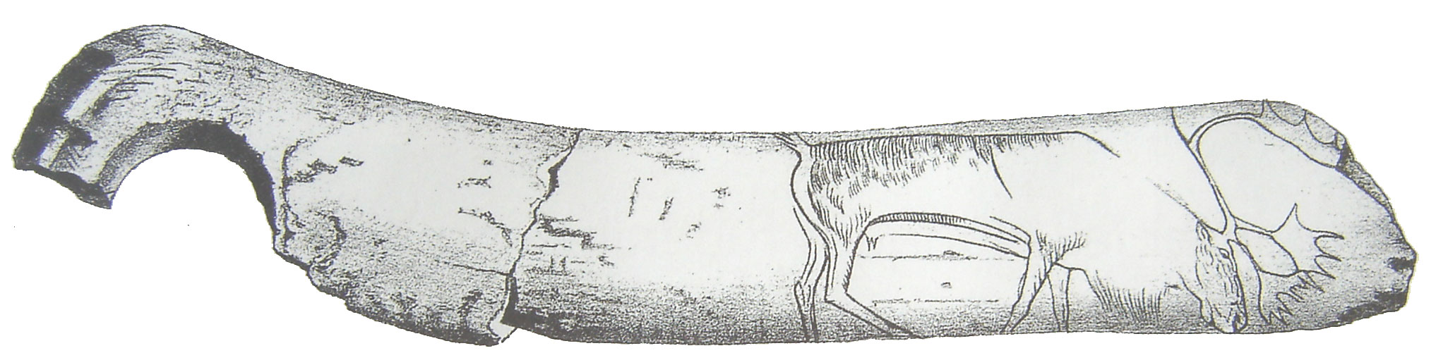 Renne broutant, gravure sur bâton percé.