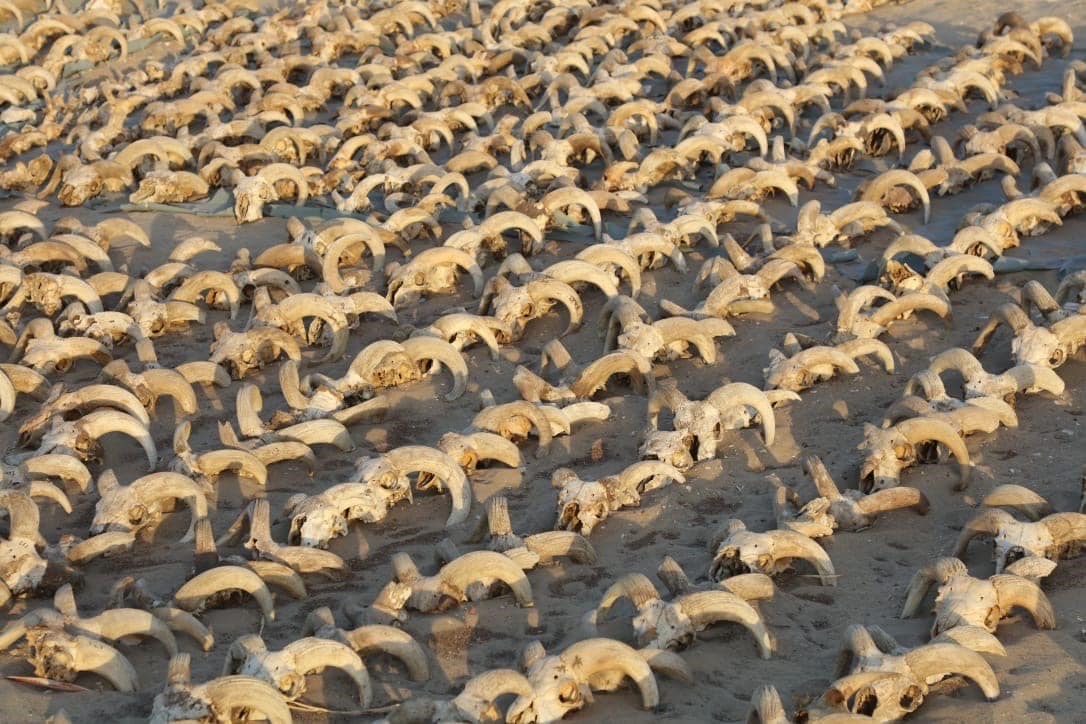 2 000 béliers momifiés d'Abydos en Egypte.