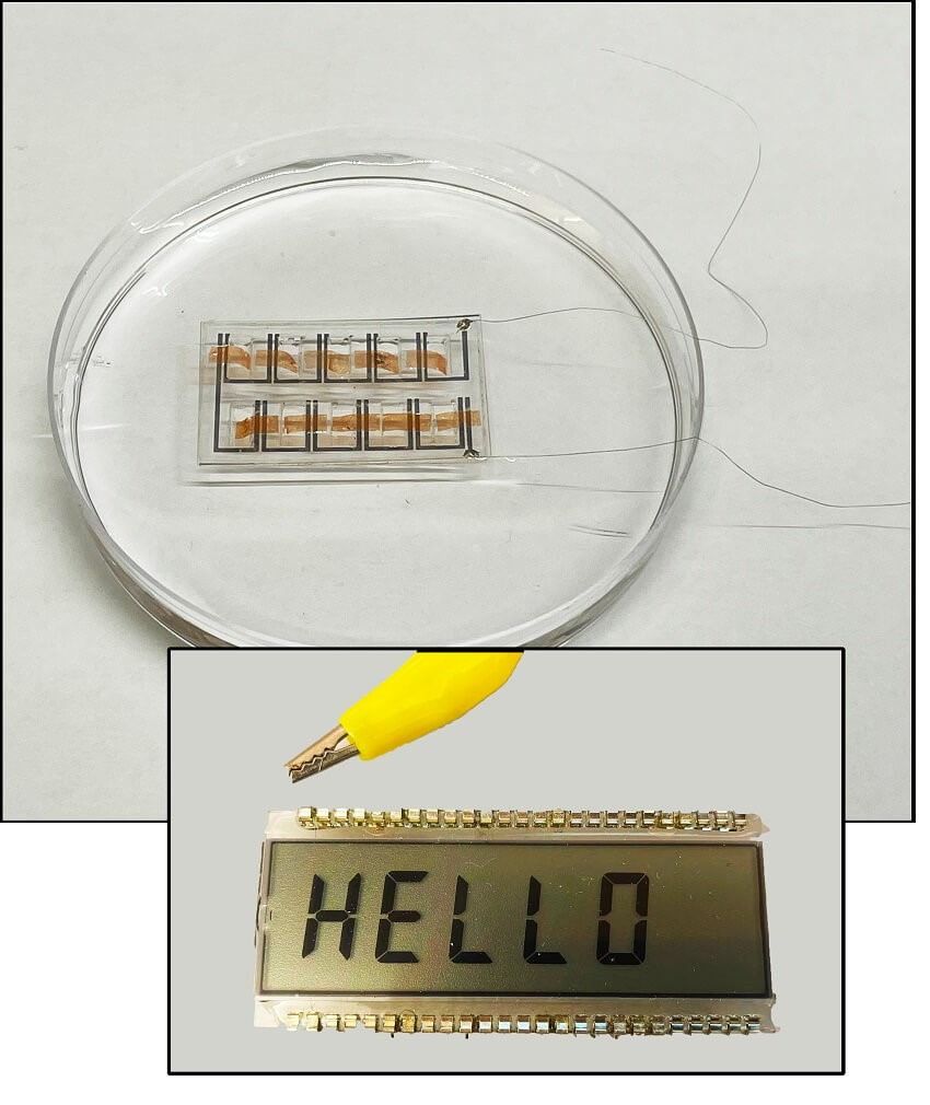 Biofilm bactérien ou pile à combustible microbienne alimentant un écran LCD.
