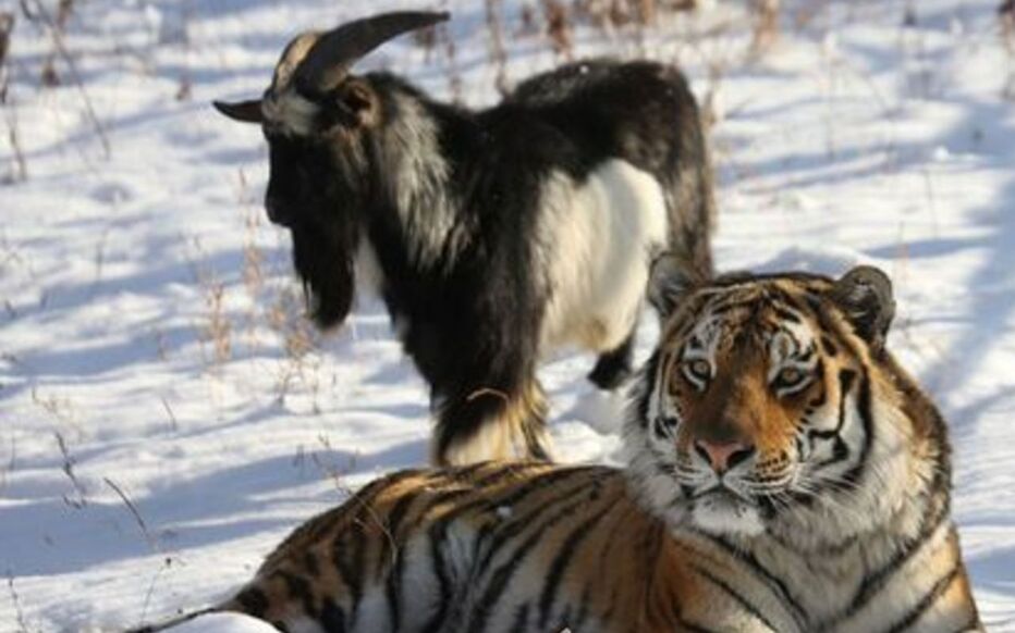 Amitié entre Timour le bouc & Amour le tigre de Sibérie (parc animalier de Vladivostok en Russie).