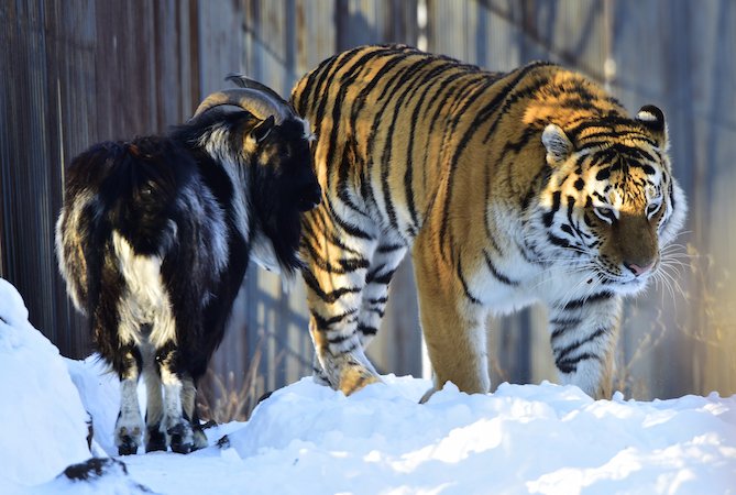 Amitié entre Timour le bouc & Amour le tigre de Sibérie (parc animalier de Vladivostok en Russie).