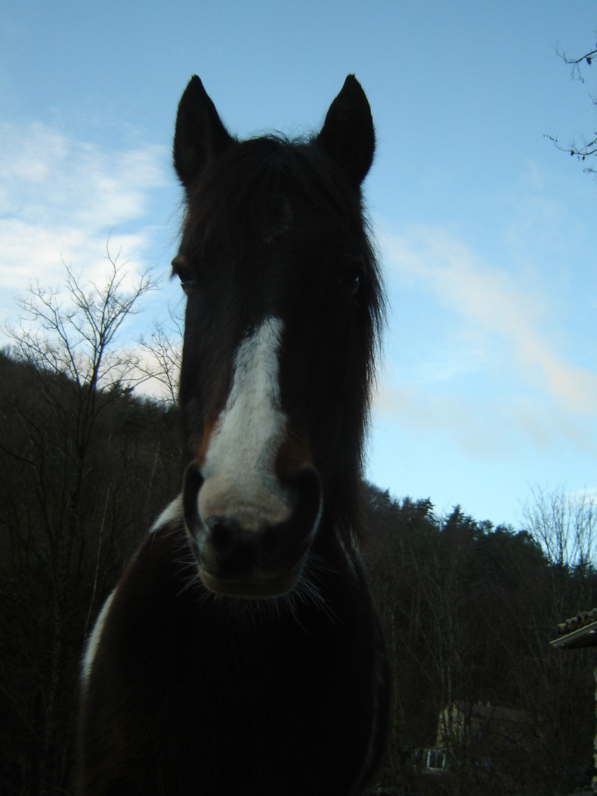 Cheval au regard perçant "Au Fil de Soi" d'Issamoulenc, dans l'Auzène, en Ardèche.