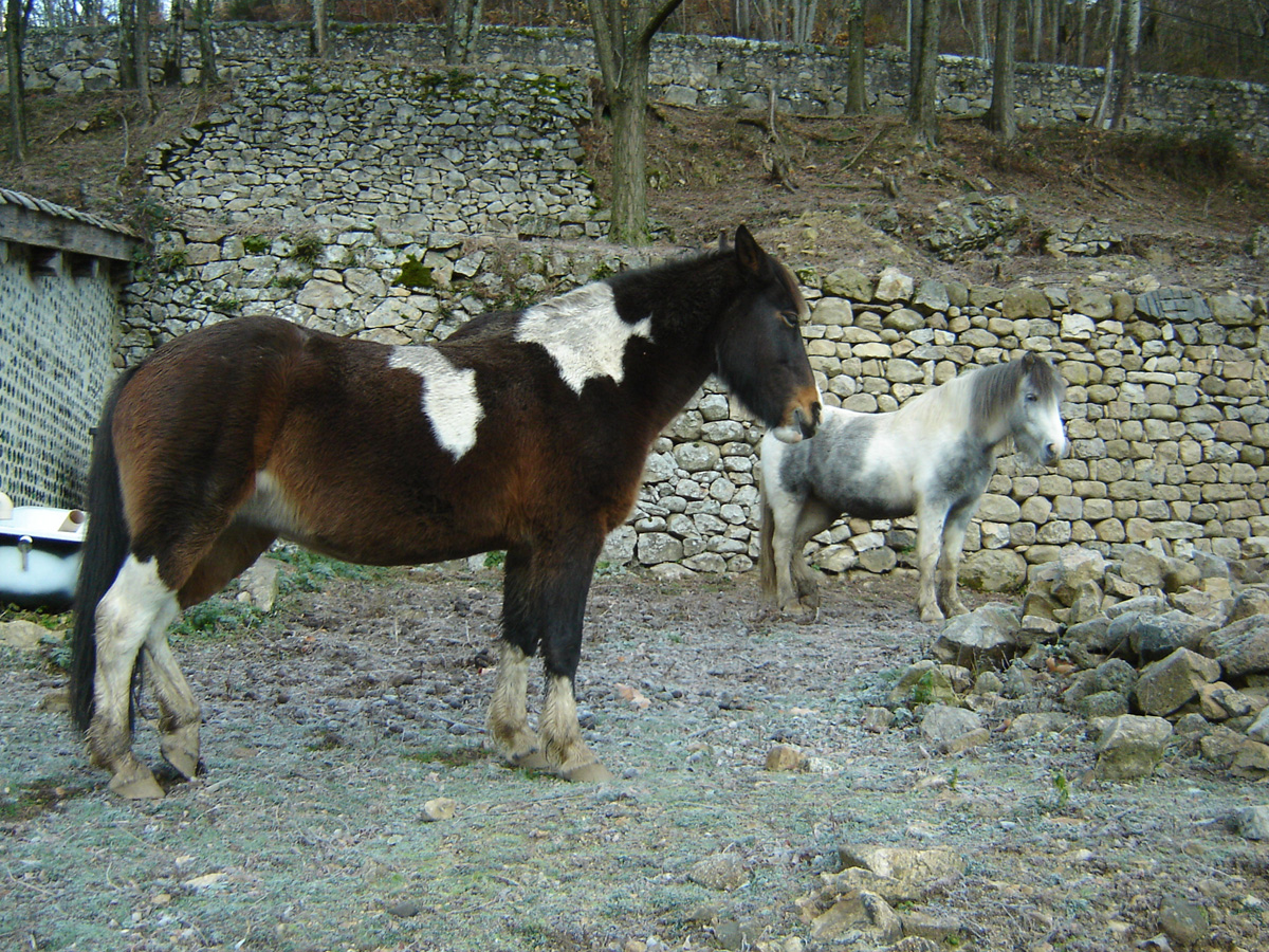 Chevaux d'Issamoulenc, dans l'Auzène, en Ardèche.