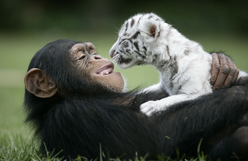 Chimpanzé, mamam de subsitution pour des bébés tigres.