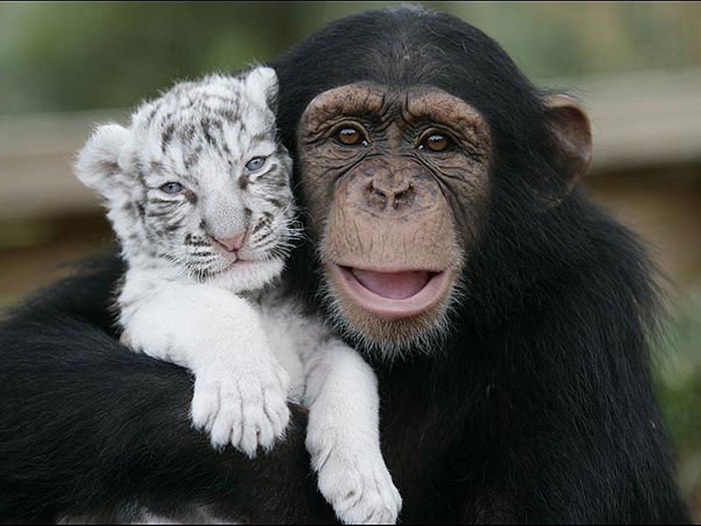 Chimpanzé, mamam de subsitution pour des bébés tigres.