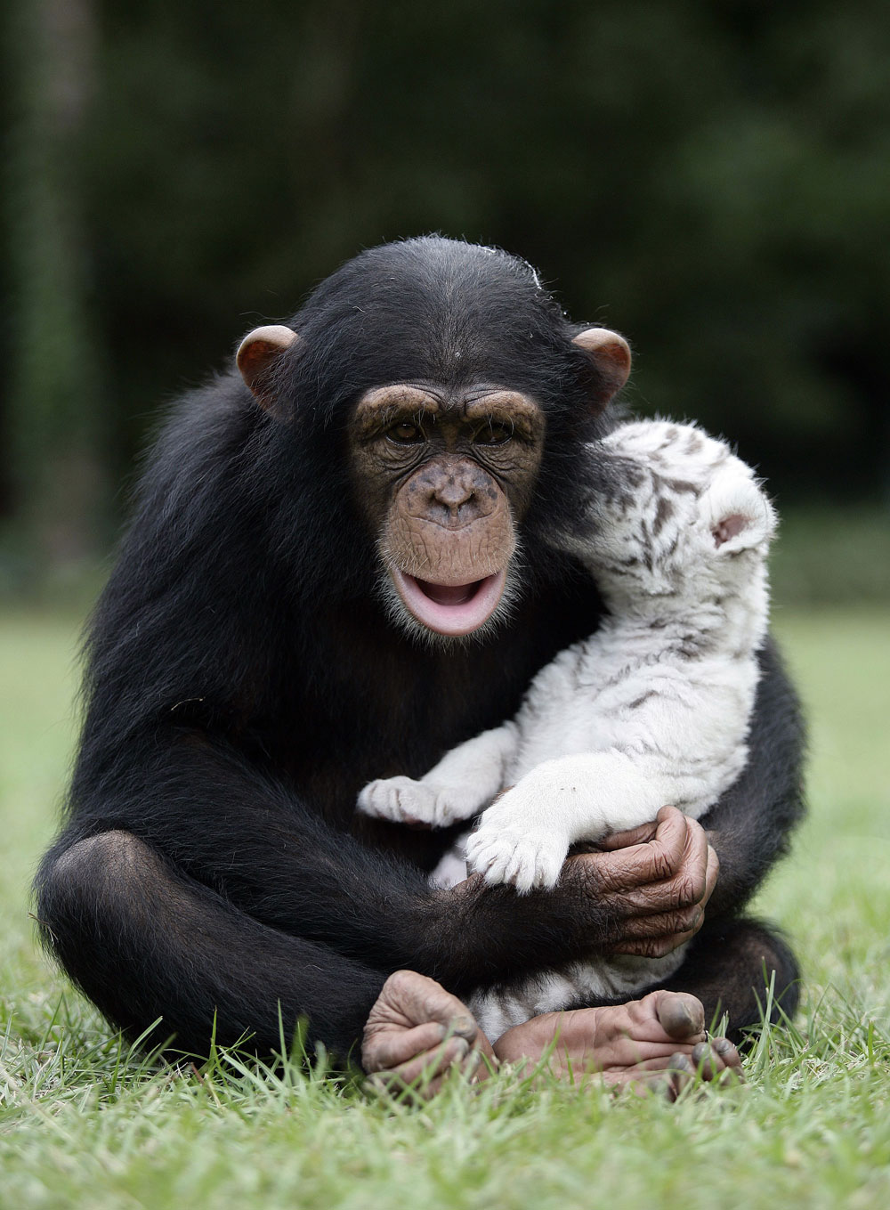 Chimpanzé, mamam de subsitution pour des bébés tigres.