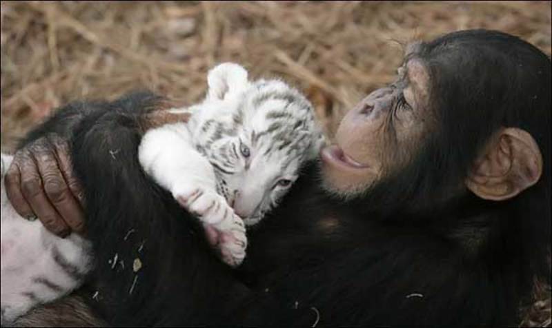 Chimpanzé, mamam de subsitution pour des bébés tigres.