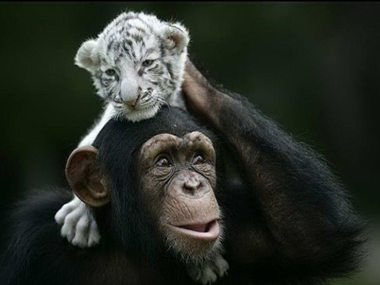 Chimpanzé, mamam de subsitution pour des bébés tigres.