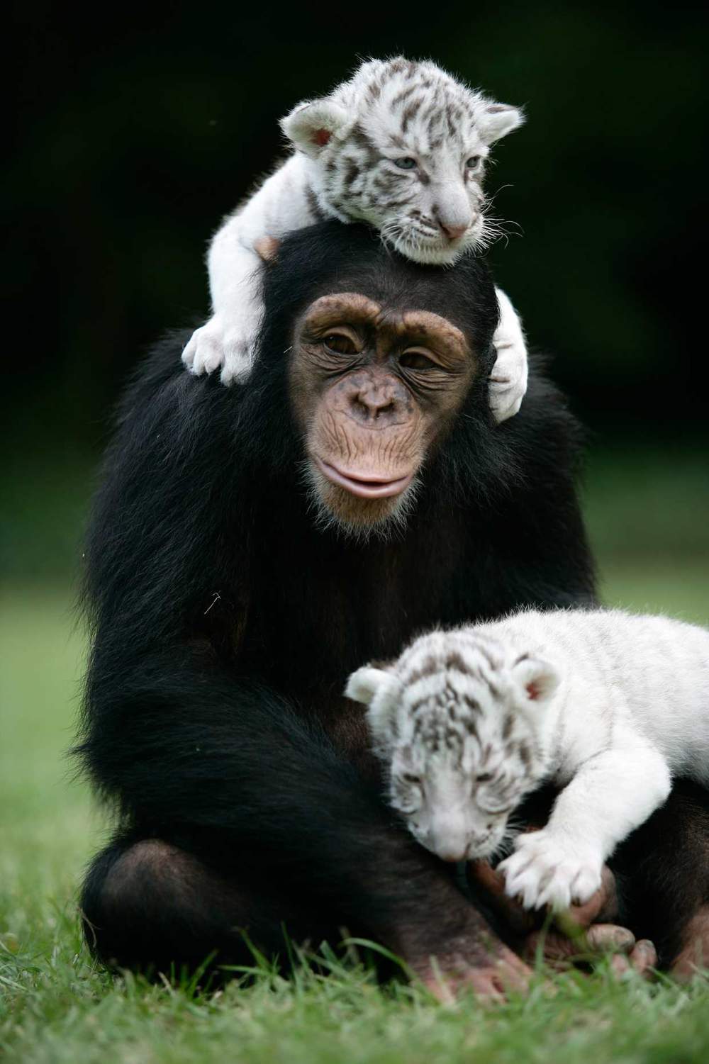 Chimpanzé, mamam de subsitution pour des bébés tigres.
