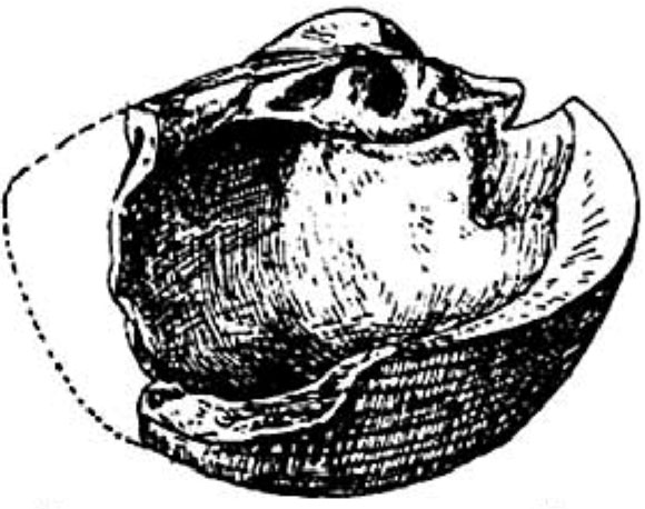 Coquillage ayant une entaille proche de la charnière, d'origine humaine.