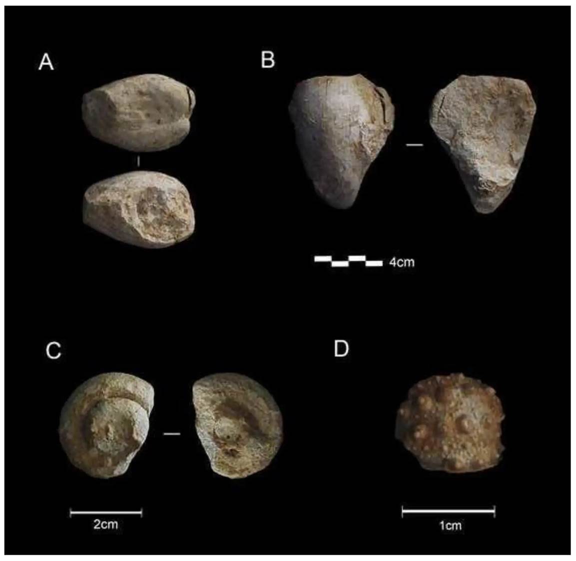 Collection de quinze coquillages fossiles vieux de 90 millions d'années, mis au jour dans la grotte de Prado Vargas en Espagne, et ramassés il y a 39800 à 54600 ans.