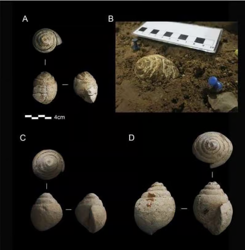 Collection de quinze coquillages fossiles vieux de 90 millions d'années, mis au jour dans la grotte de Prado Vargas en Espagne, et ramassés il y a 39800 à 54600 ans.