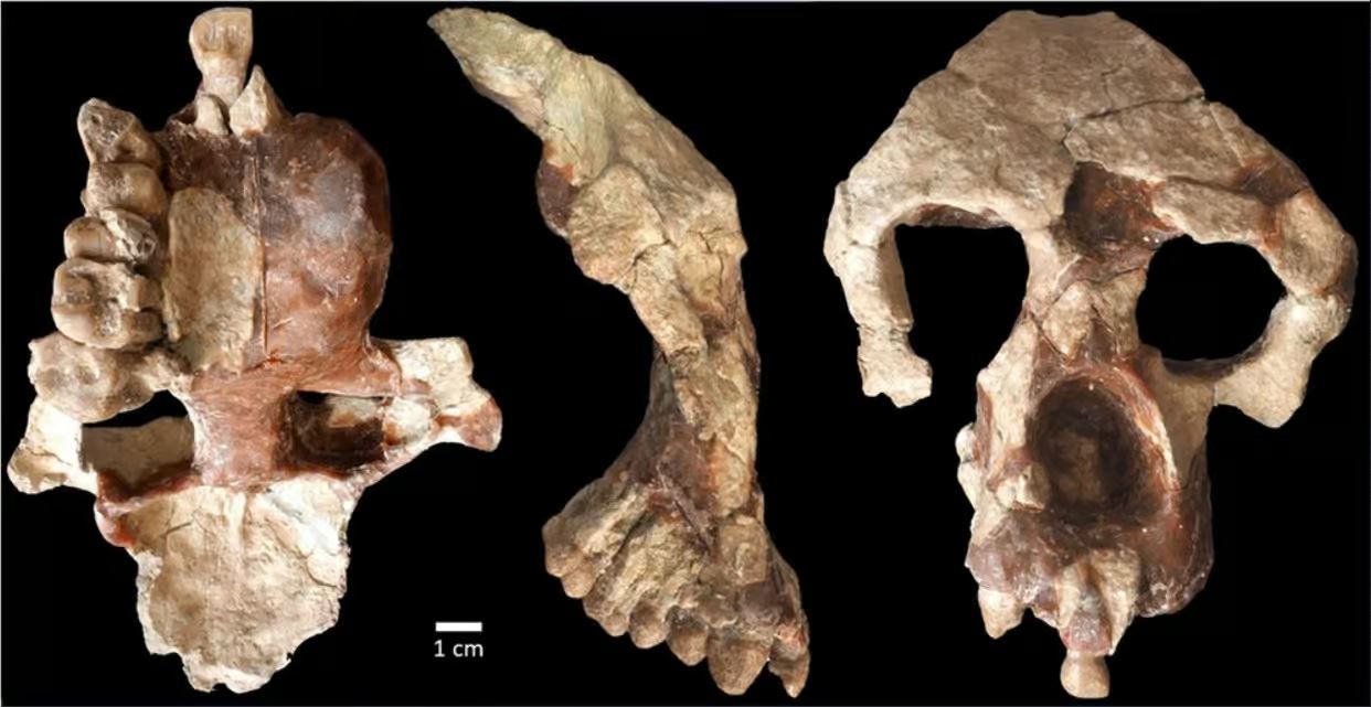 Crâne d'un primate, Anadoluvius turkae, vieux de 8,7 millions d'années.