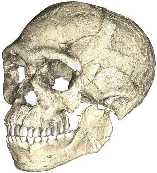 Reconstruction en composite, à partir des fragments du crâne et de la mandibule du spécimen mise au jour à Jebel Irhoud au Maroc.