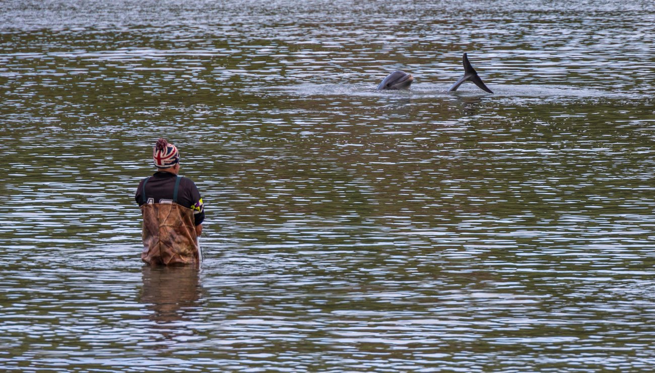 Technique de pêche où les dauphins aident les pêcheurs au Brésil
.