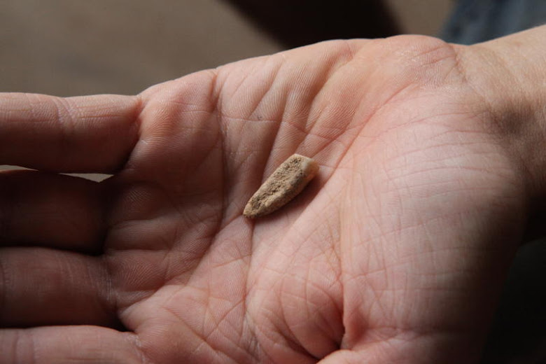 Dent en France, vieille de 560 000 ans.
