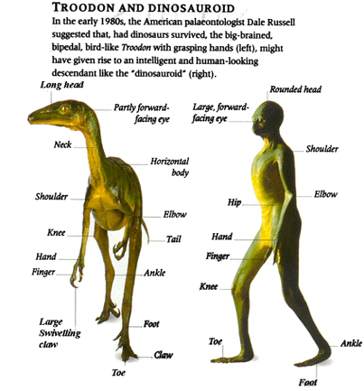 Troodon versus Dinosauroïde