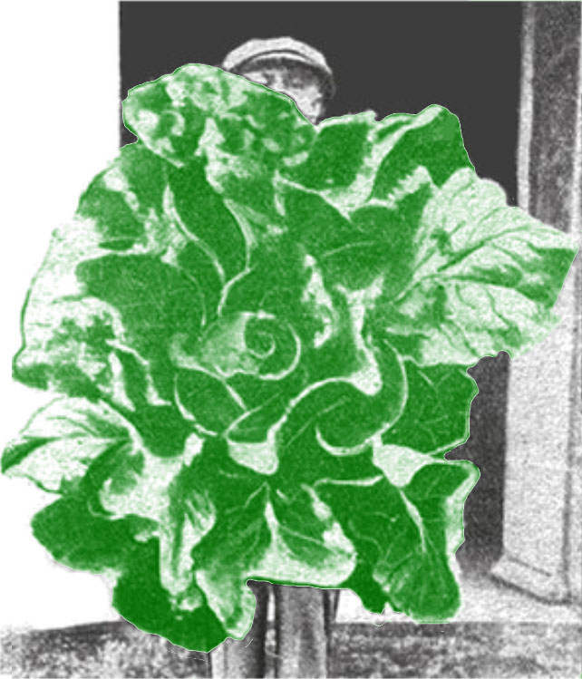 Electroculture : Chou grandeur nature par Justin Christofleau en 1922.