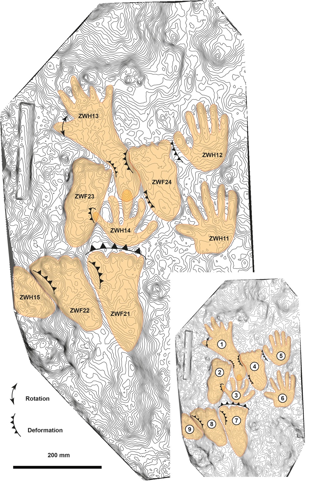 Empreintes de Dénisoviens