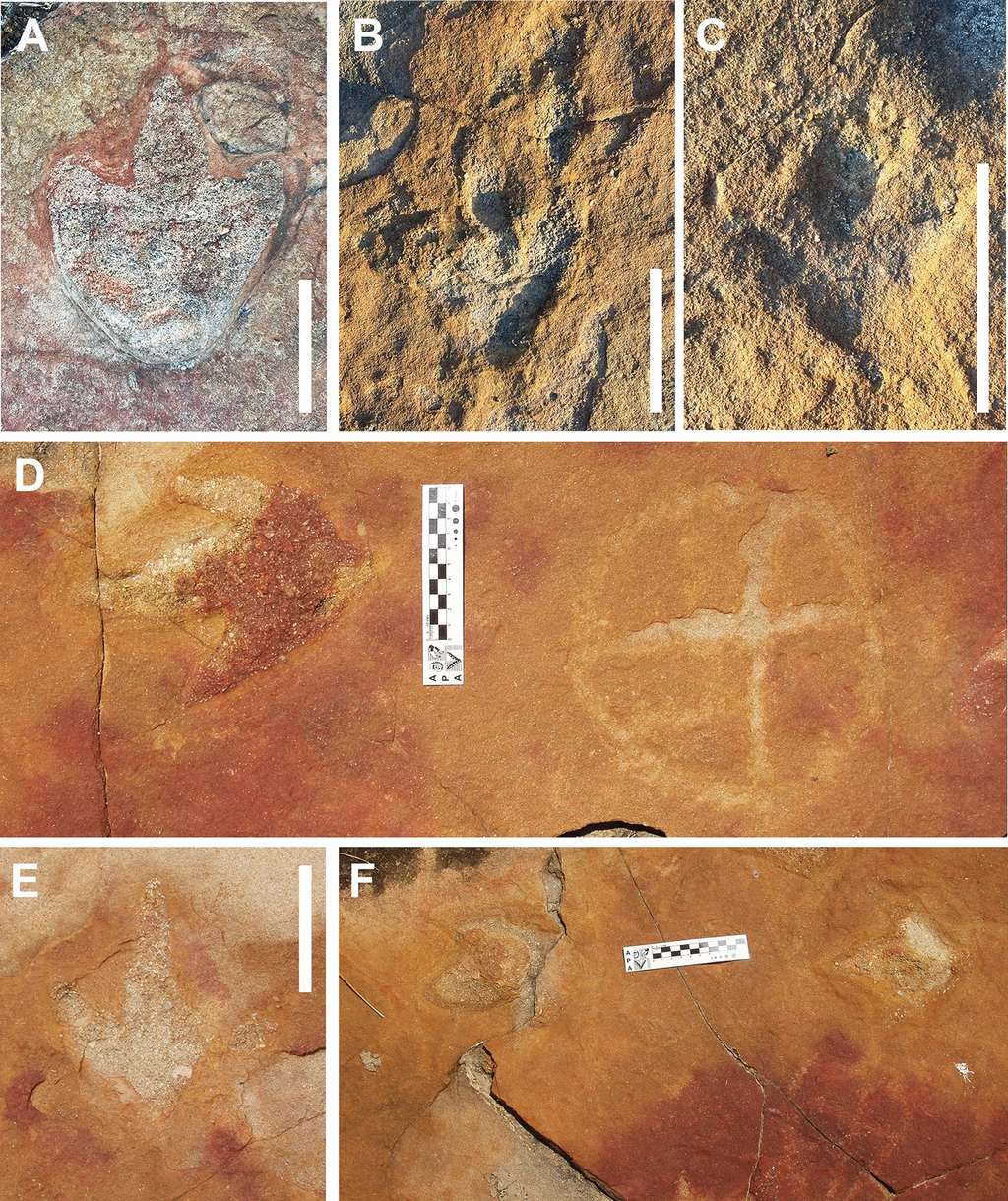 Empreintes de sauropodes à Serrote do Letreiro, bassin de Sousa, au Brésil.