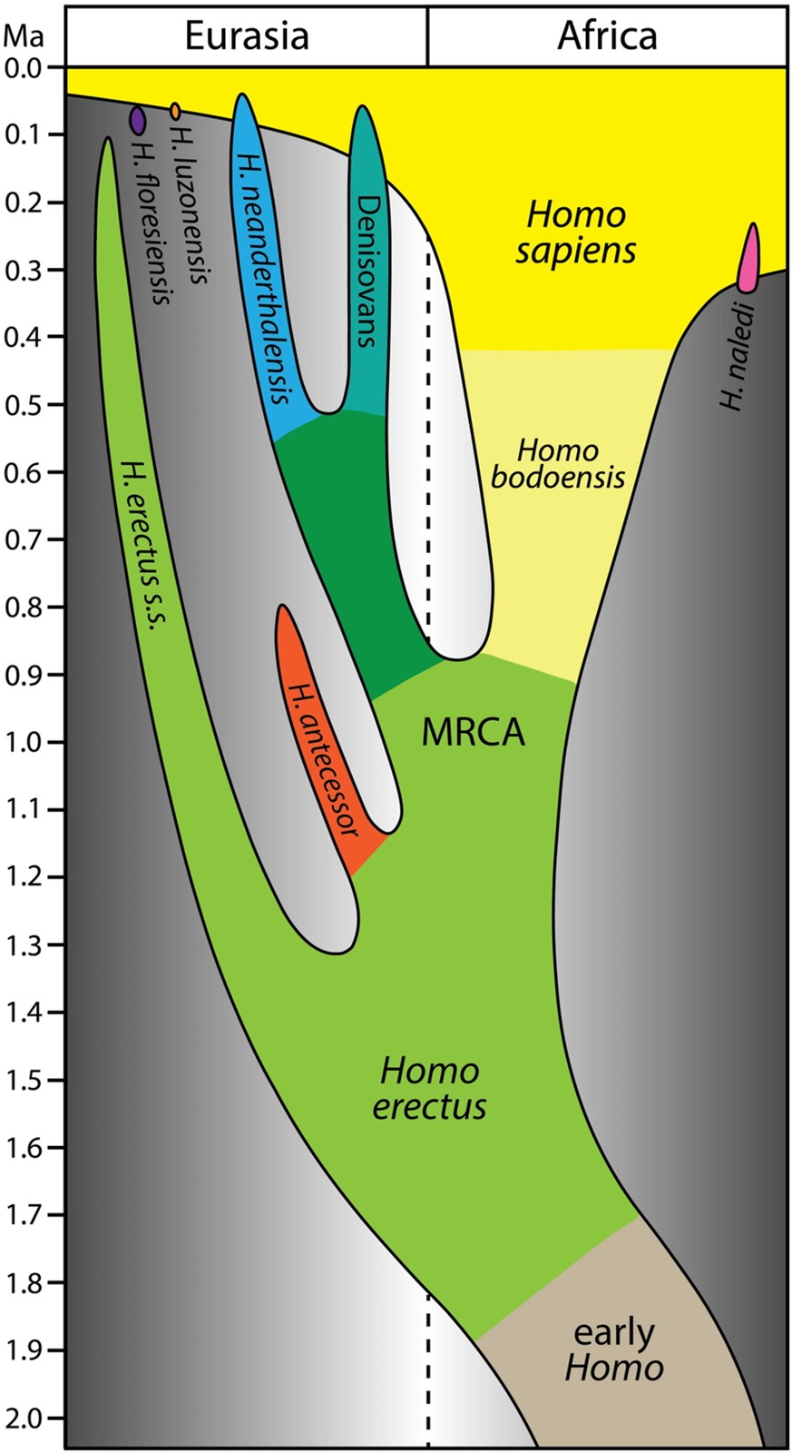 Evolution du genre Homo sur les deux millions d'années.