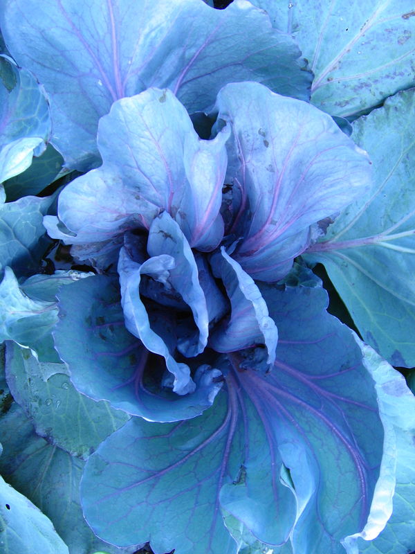 Feuilles bleues