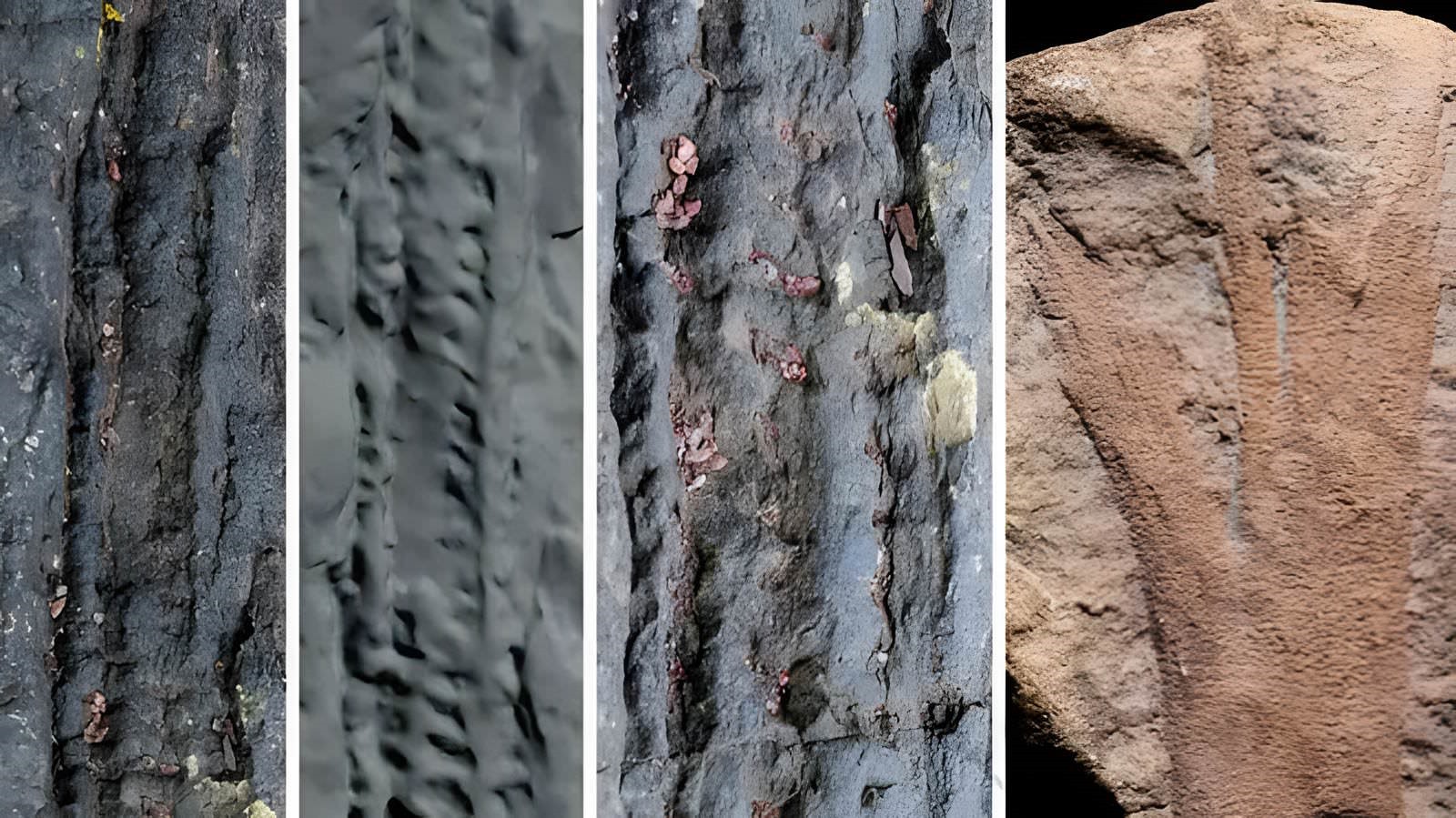 Forêt fossile ou forêt pétrifiée des falaises de Hangman près de Devon en Angleterre, il y a 390 millions d'années.