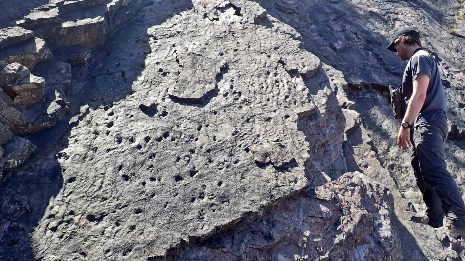 Traces de la forêt fossile ou forêt pétrifiée des falaises de Hangman près de Devon en Angleterre, il y a 390 millions d'années.