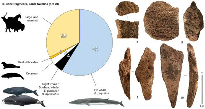Fragments en os de baleine, à Santa Catalina dans le golfe de Gascogne, vieux de 22 000 ans.