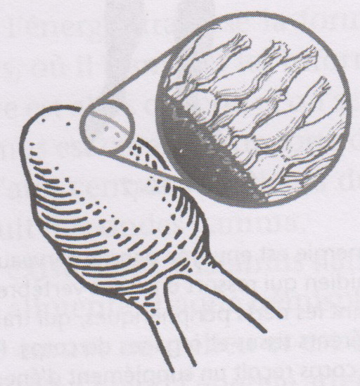 Glande pinéale ou pomme de pin avec ses poils sensitifs.