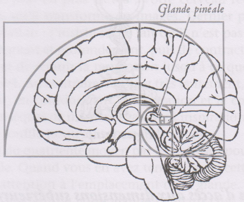 Suite de Fibonacci & glande pinéale.