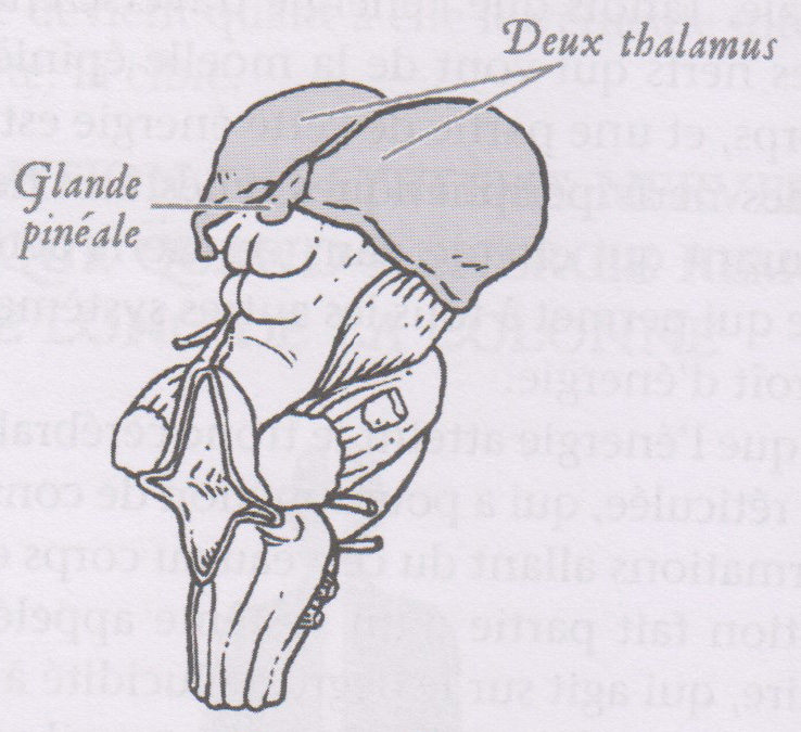 Glande pinéale & thalamus.
