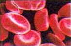Globules rouges