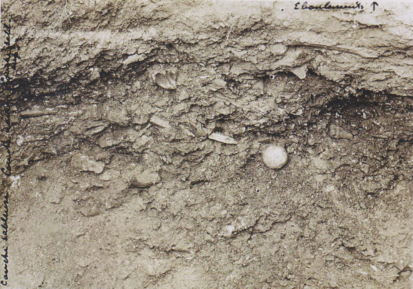 Silex, fossiles & bolas dans la grotte de La Quina en Charente.