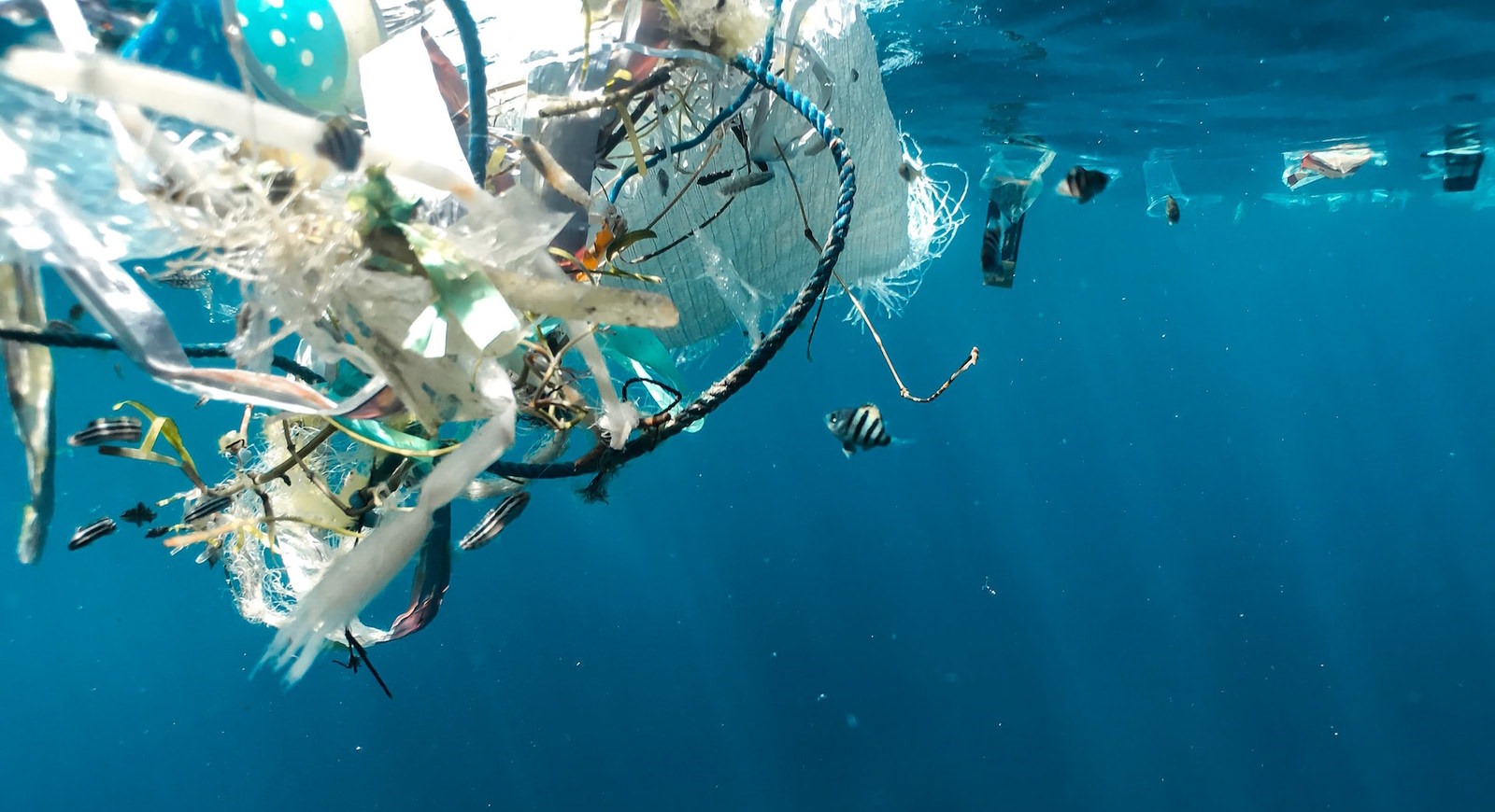 Ecosystème de déchets plastiques dans l'océan Pacifique.