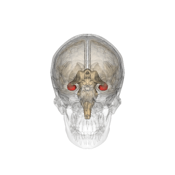 Hippocampus, thalamus & glande pinéale.