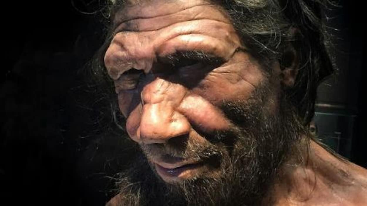 Homo néandertalensis