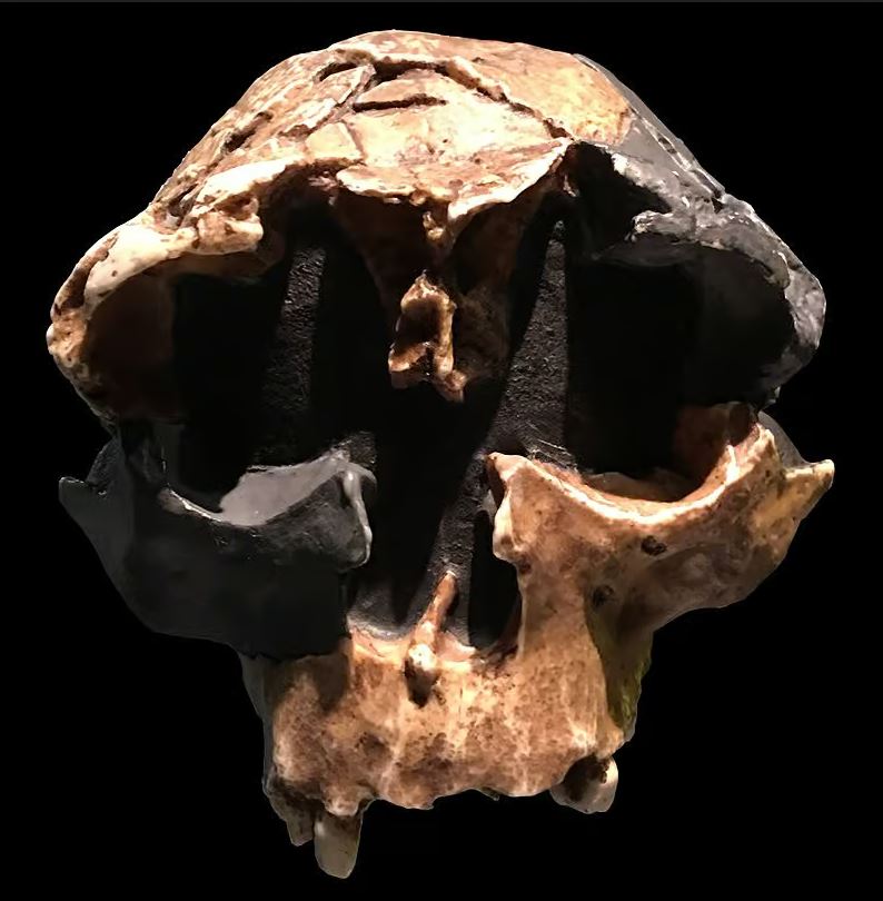 Crâne d'Homo antecessor.
