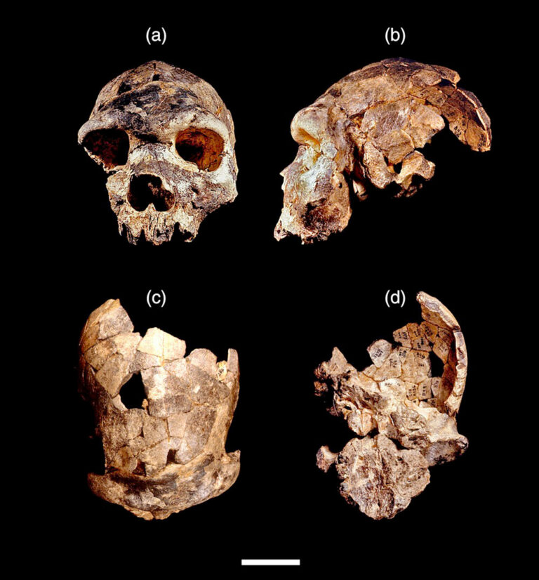 Crâne de l'homo bodoensis