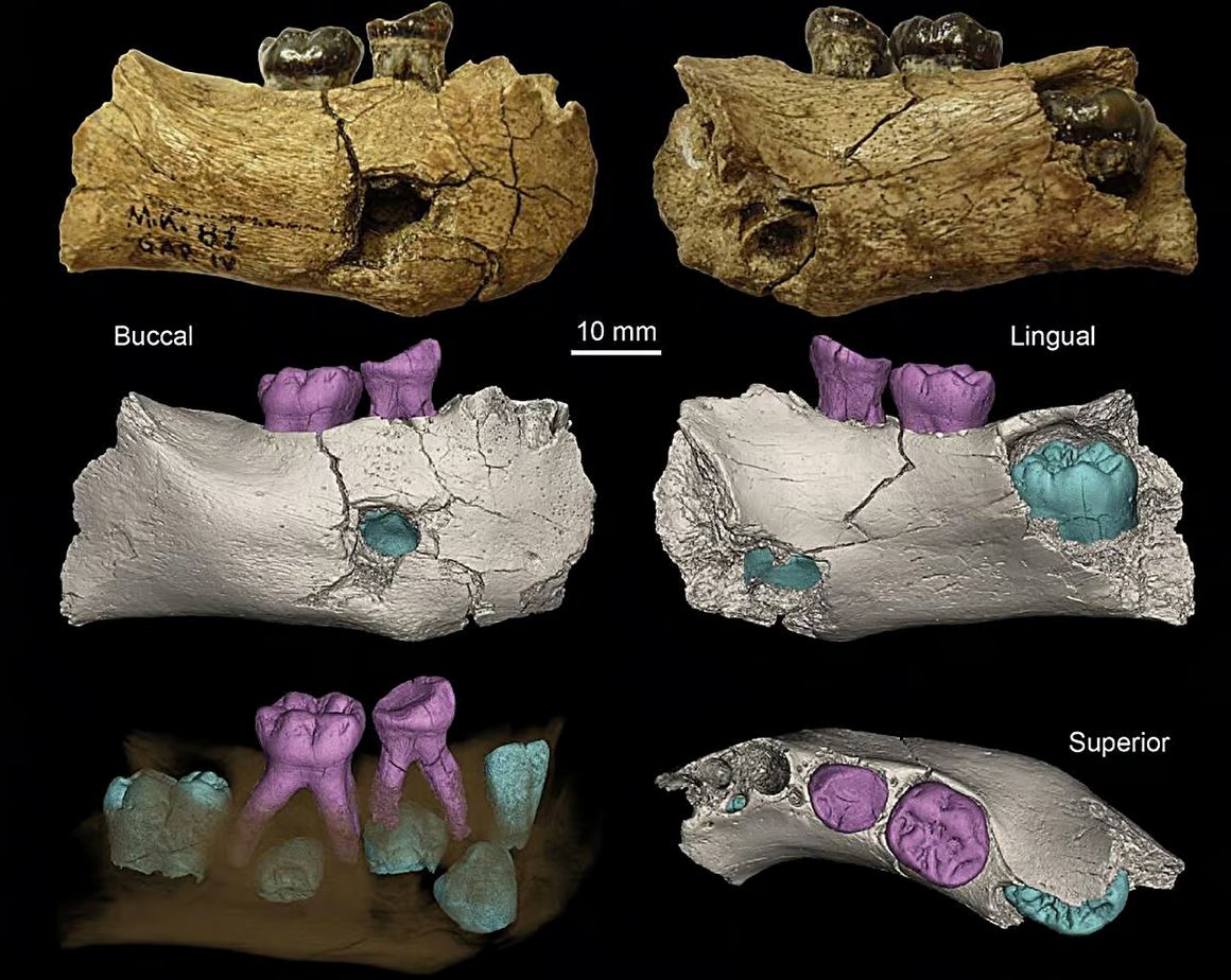 Mandibule avec dents d'un Homo erectus en Ethiopie, il y a 2 000 000 millions d'années.