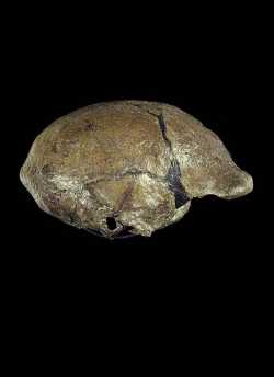 Homo erectus