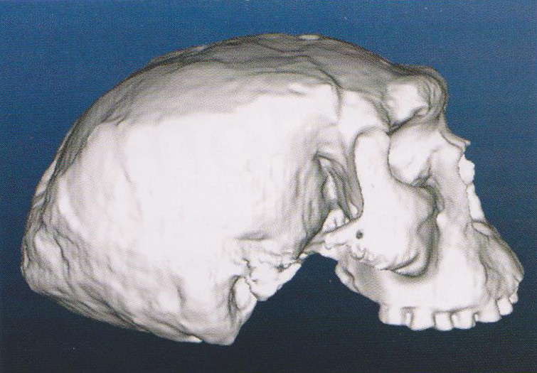 Crâne de Yunxian