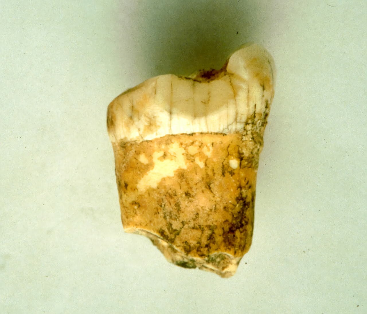 Dent d'un homo néanderthalensis à Gabasa en Espagne.